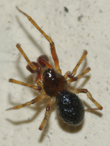 Coppia di Sardinidion blackwalli (Theridiidae)